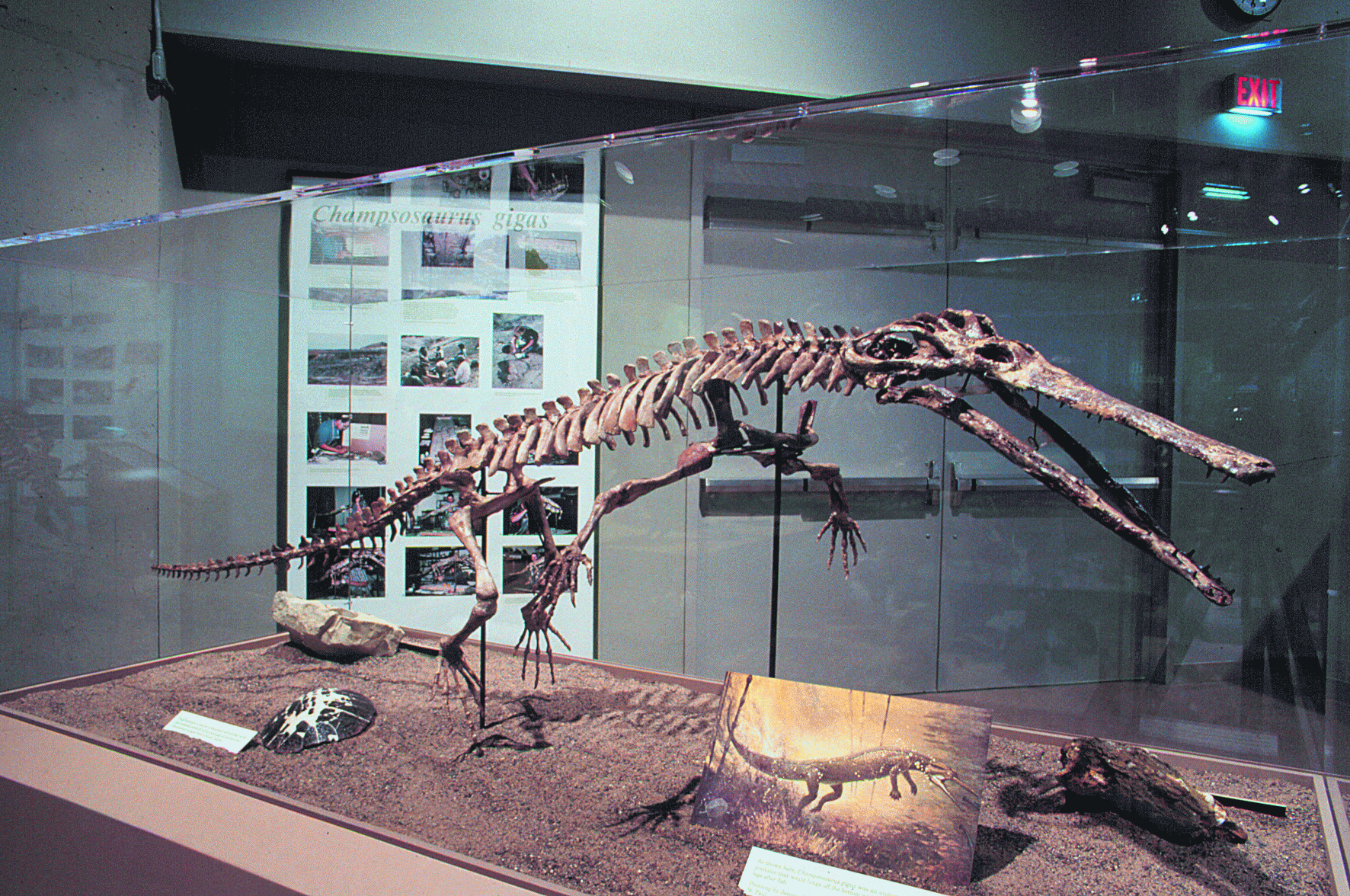 Champsosaurus gigas
